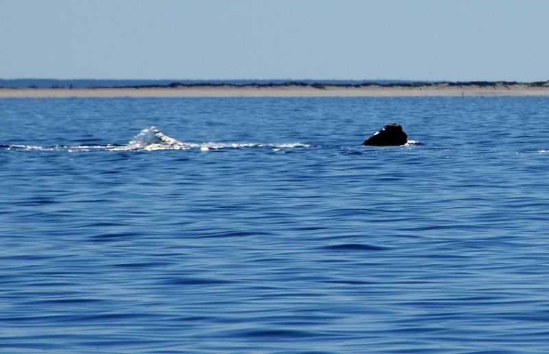 Winning the fight for whales article